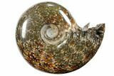 Polished, Agatized Ammonite (Cleoniceras) - Madagascar #110510-1